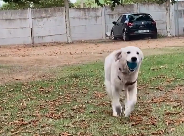 Video Of Guy Trying To Convince His Dog To Keep Walking Home Goes Viral As The Dog Refuses To Move