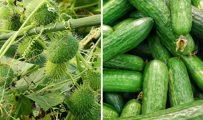 Cucumber