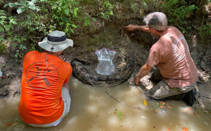 Man Goes Viral Online After His Exploration Walk Turns Into A Massive Mammoth Tusk Discovery