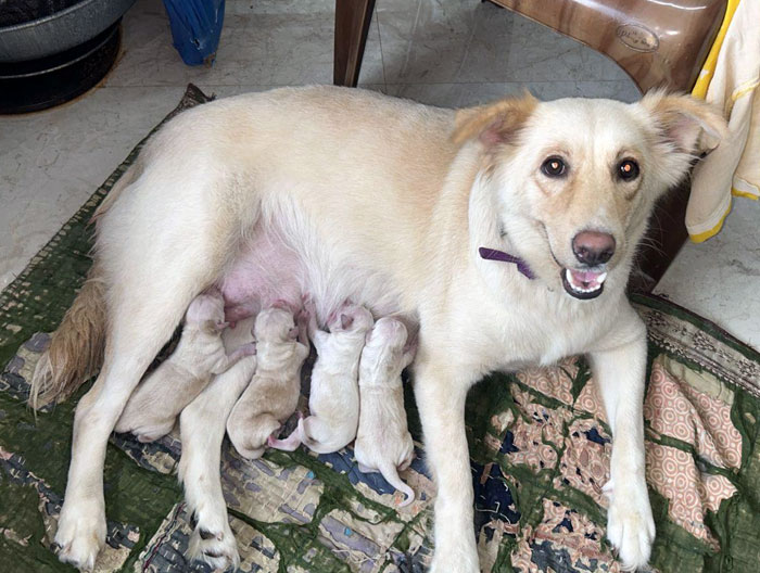 My Dog Gave Birth To 4 Puppies