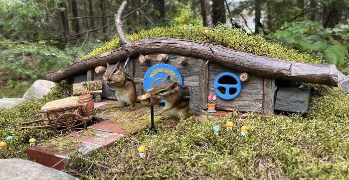 I Turned Tree Stumps Into A Chipmunk Village During The Pandemic