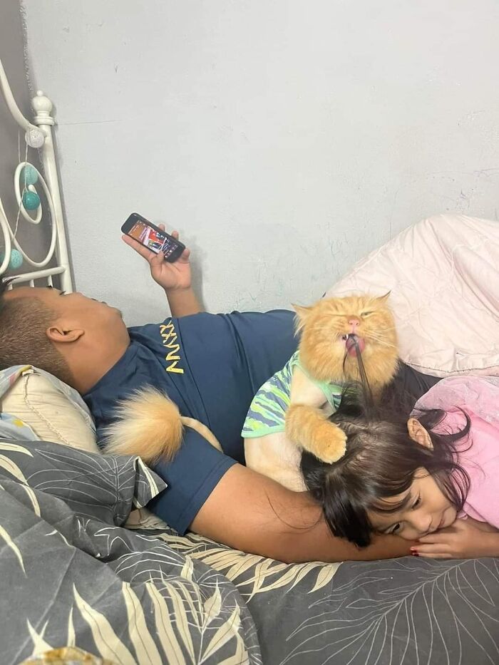 A cat displays hilarious feline attitude, playfully chewing a girl’s hair as she rests with a man looking at his phone.