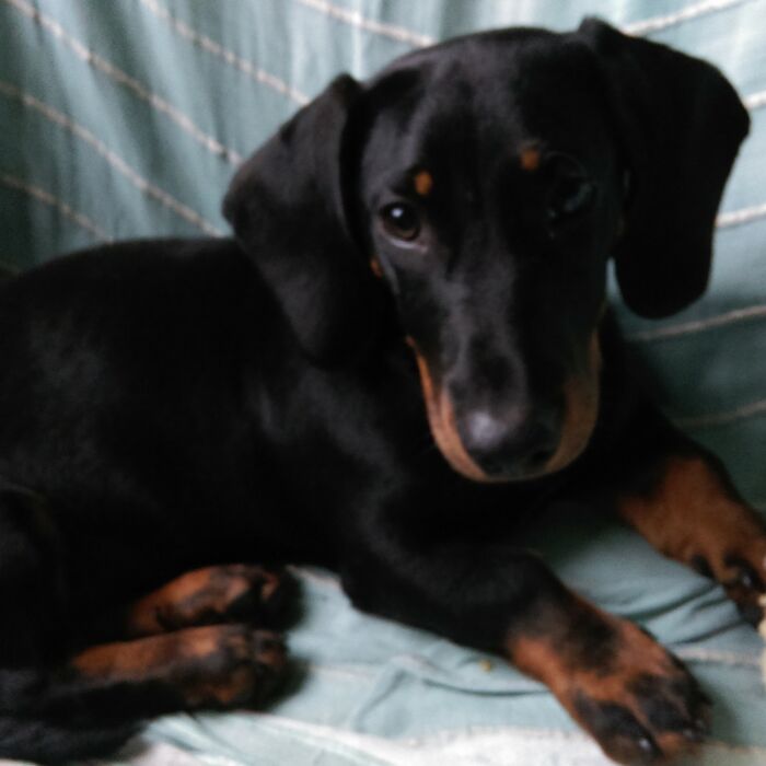 Max Aka Mad Max A Standard Dachshund At 7 Months. He'll Be 9 In November