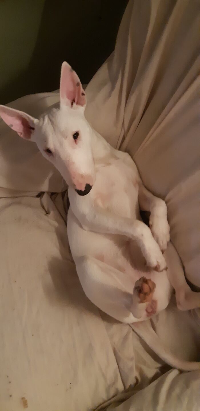 Pearl The Minature English Bull Terrier