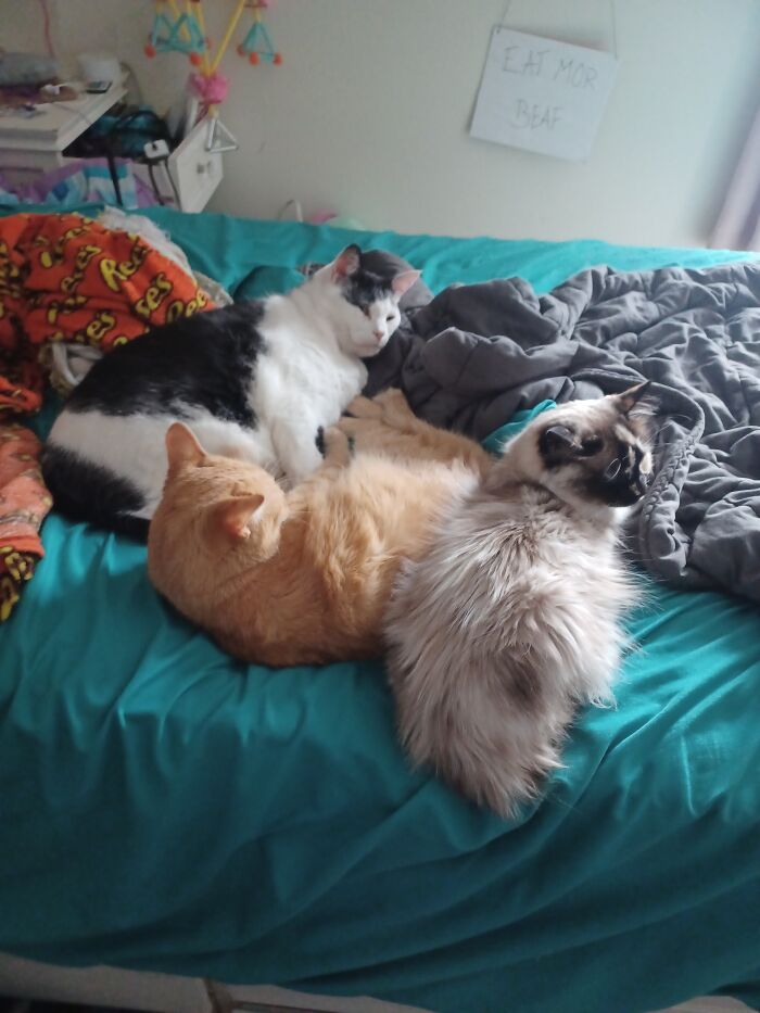 Rita (Tuxedo Fatso), Sandie (Orange), And Fluff (Smol Fluffy Siamese)