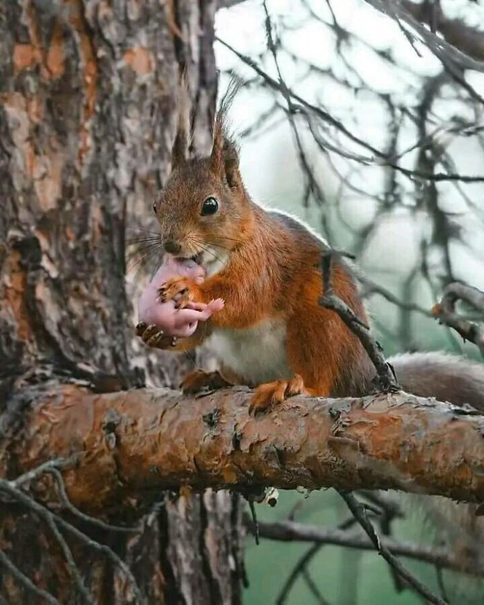 Squirrel With His Newborn Baby