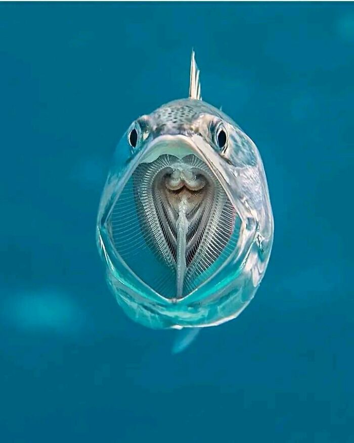 A Mackerel With An Open Mouth