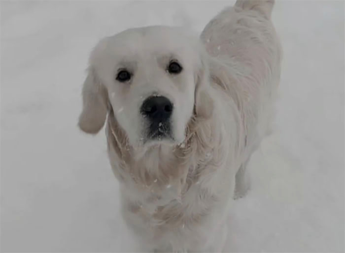 Video Of Guy Trying To Convince His Dog To Keep Walking Home Goes Viral As The Dog Refuses To Move