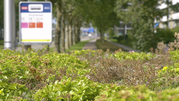 People Online Are Amazed By Dutch City That Recently Installed Over 300 Green-Roofed Bus Stops