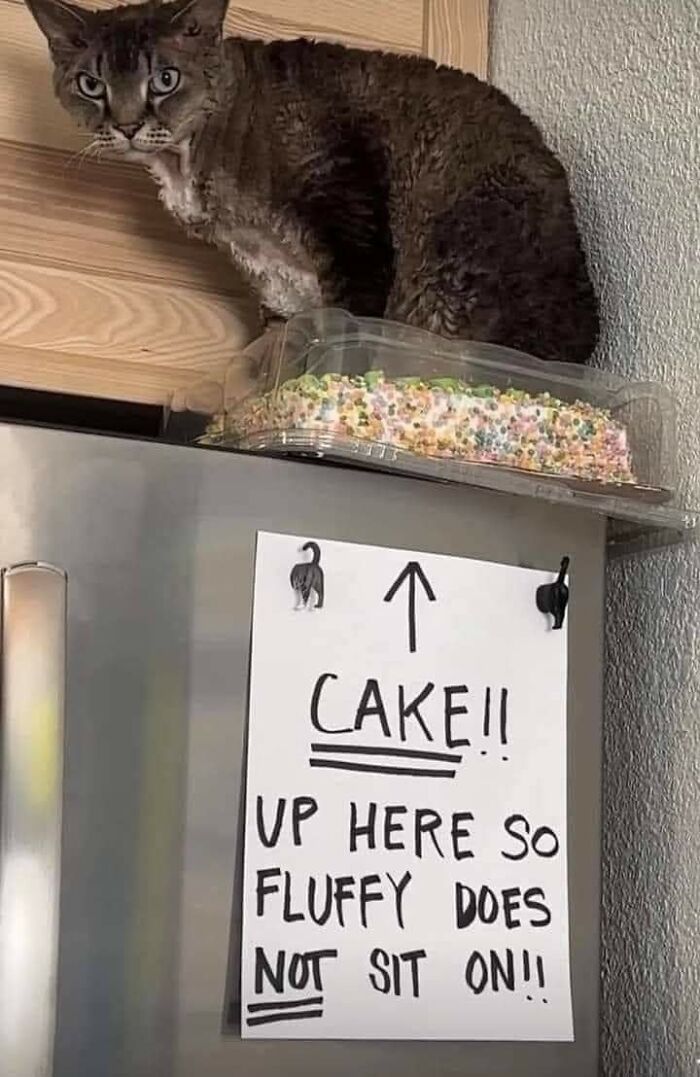 Cat meme showing a cat sitting next to a cake with a funny warning sign on a fridge.