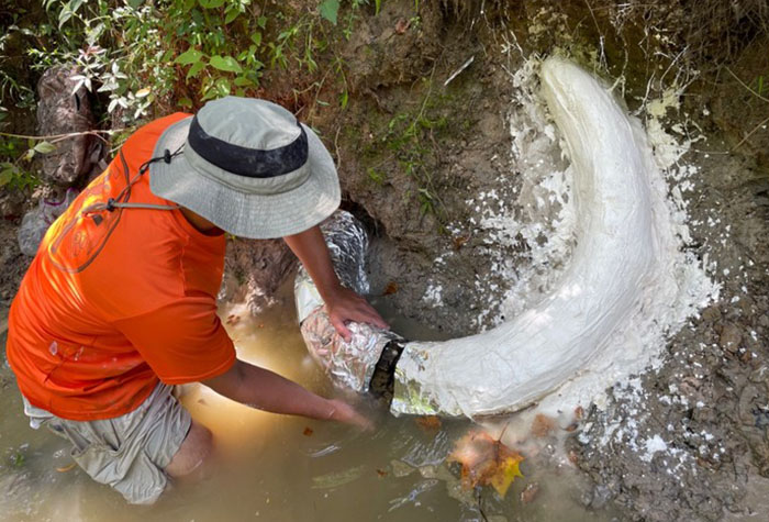 Man Goes Viral Online After His Exploration Walk Turns Into A Massive Mammoth Tusk Discovery