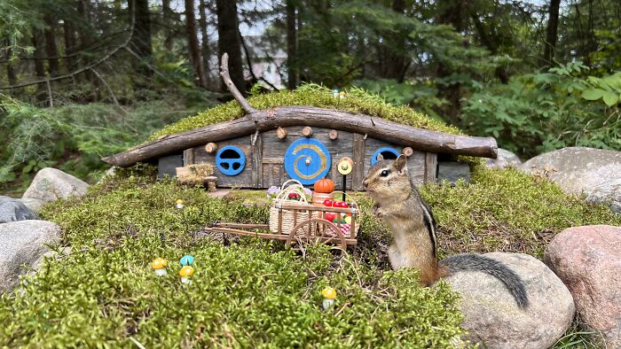 I Turned Tree Stumps Into A Chipmunk Village During The Pandemic