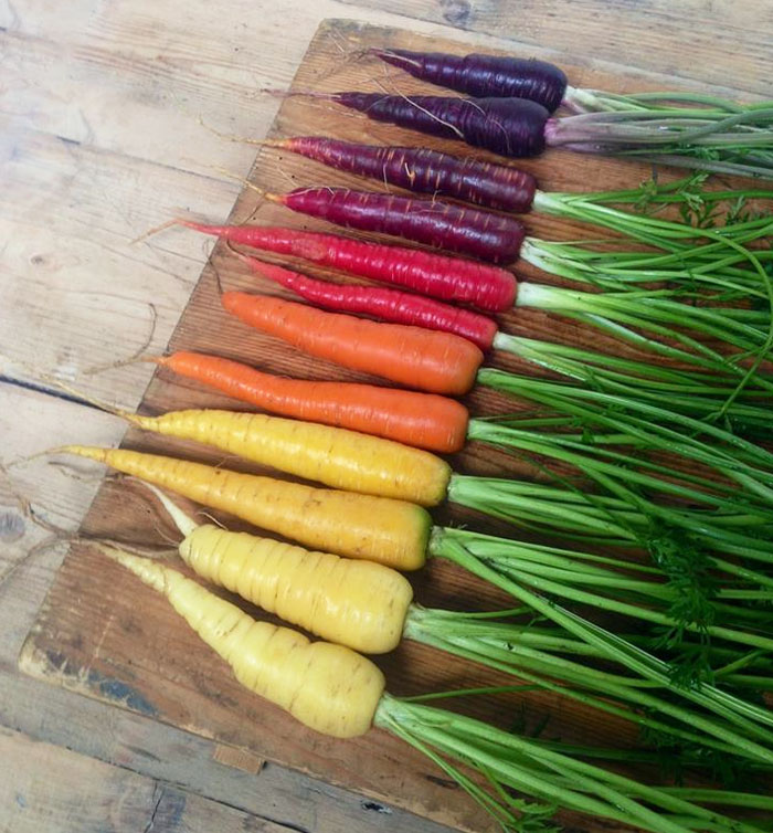 All Of The Different Colors Of Carrots