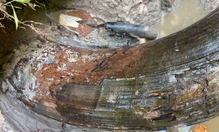 Man Goes Viral Online After His Exploration Walk Turns Into A Massive Mammoth Tusk Discovery