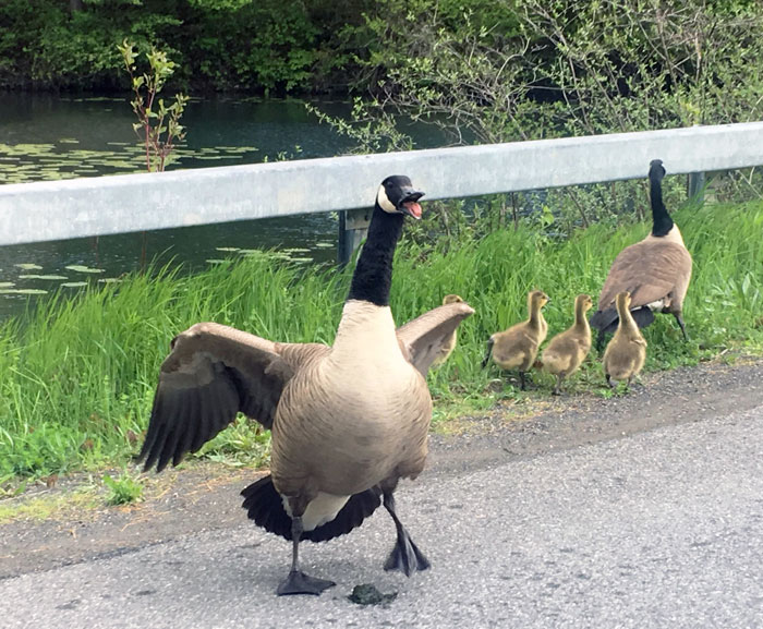 Stopped To Take A Picture Of This Little Family, And This Daddy Goose Got All Angry And Protective