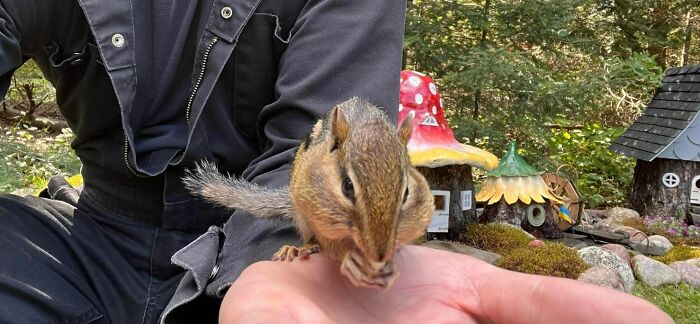 I Turned Tree Stumps Into A Chipmunk Village During The Pandemic