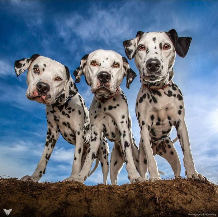 40 Of The Best All Time Images From The International Dog Photography Awards