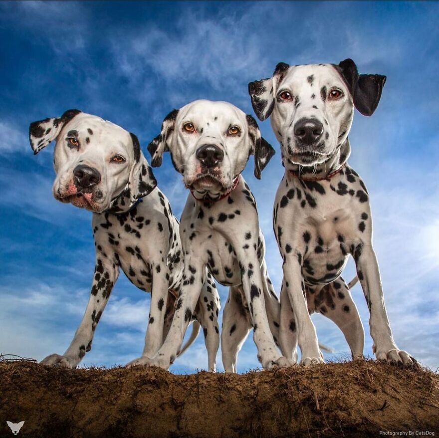 40 Of The Best All Time Images From The International Dog Photography Awards - 39