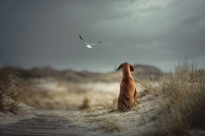 40 Of The Best All Time Images From The International Dog Photography Awards