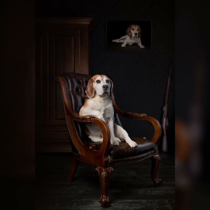 40 Of The Best All Time Images From The International Dog Photography Awards