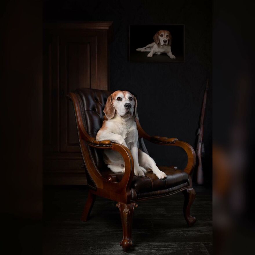 40 Of The Best All Time Images From The International Dog Photography Awards - 4