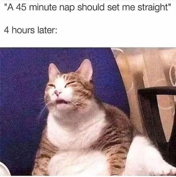 Hilarious cat meme showing a sleepy feline after a long nap, capturing classic feline attitude.