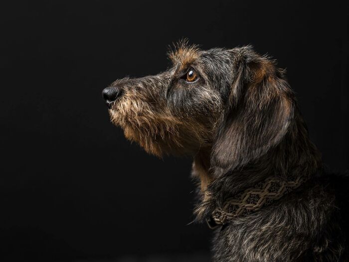 40 Of The Best All Time Images From The International Dog Photography Awards