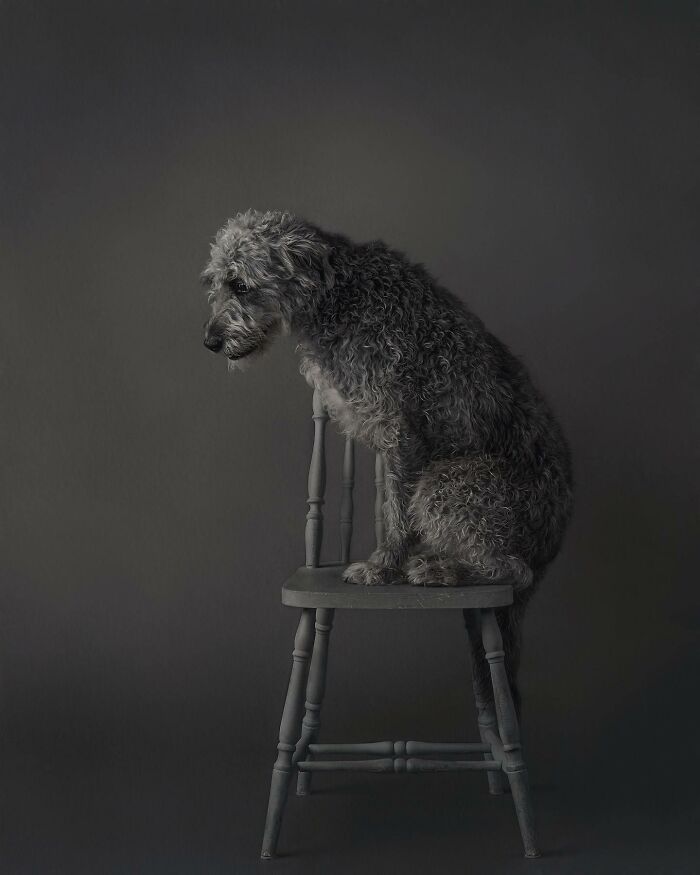 40 Of The Best All Time Images From The International Dog Photography Awards