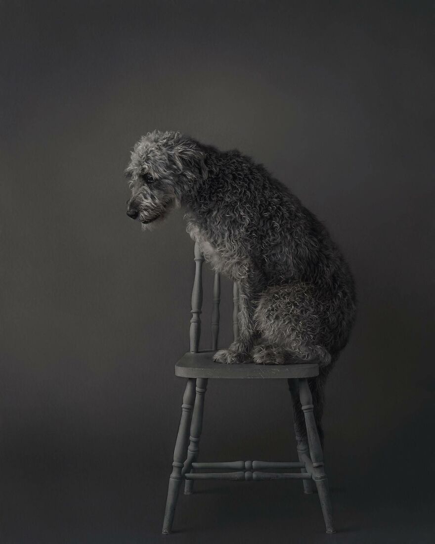 40 Best Images From The International Dog Photography Awards Will Inspire You To Enter (Interview)