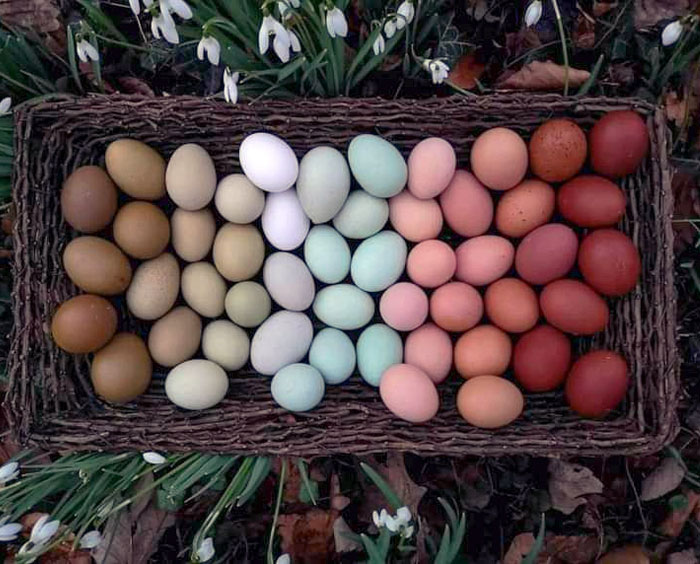 No están teñidos. Diferentes tipos de gallinas los ponen de distintos colores