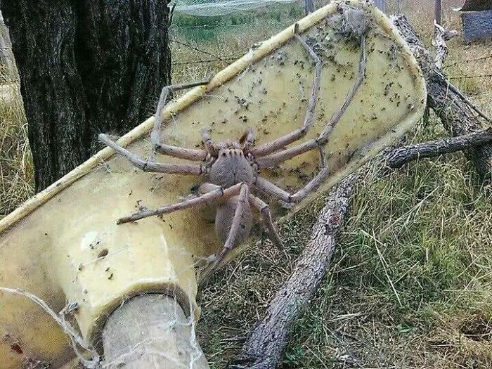 With A Leg Span Of Up To 12 Inches, The Giant Huntsman Spider Is One Of The Most Terrifying Arachnids On Earth