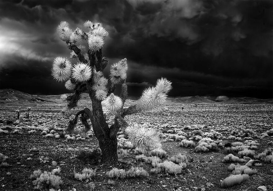 Dark Bloom From The Series Headed West © Beamie Young