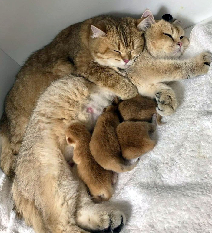 A Happy Family