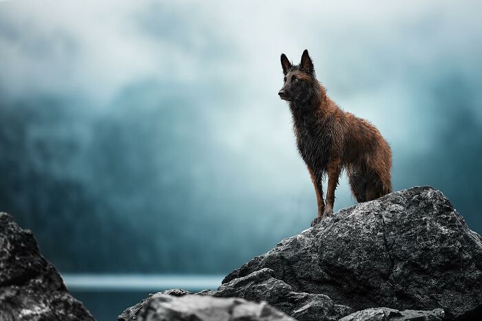 40 Of The Best All Time Images From The International Dog Photography Awards