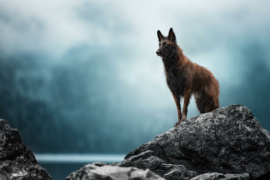 40 Of The Best All Time Images From The International Dog Photography Awards - 58