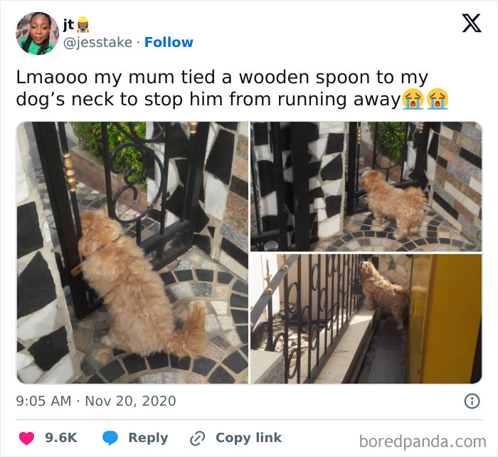 Funny-Tweets-About-Dogs