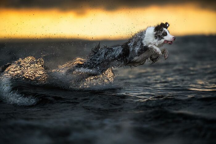 40 Of The Best All Time Images From The International Dog Photography Awards