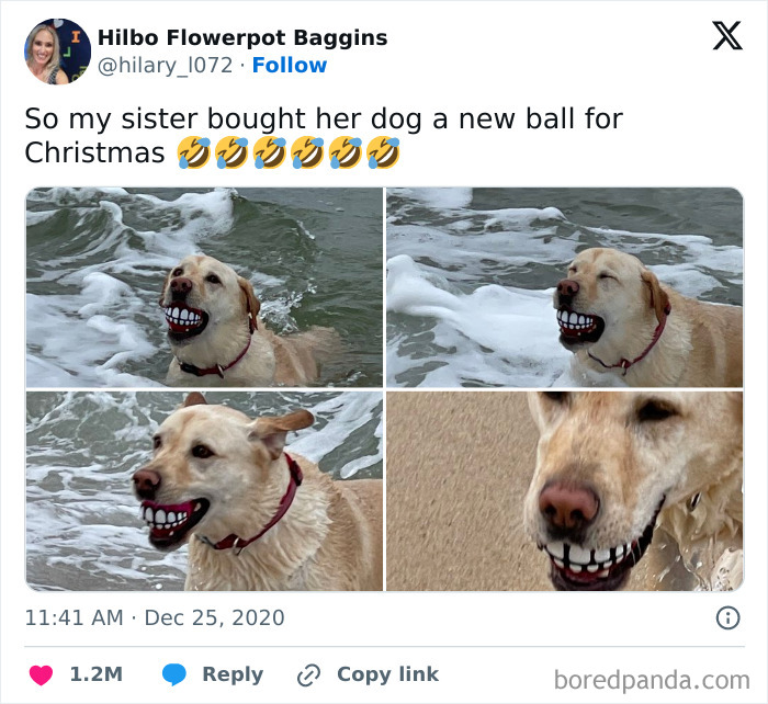 Funny-Tweets-About-Dogs