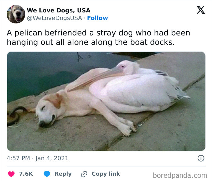 Funny-Tweets-About-Dogs