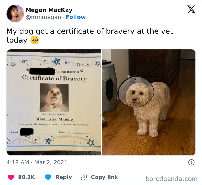 Funny-Tweets-About-Dogs