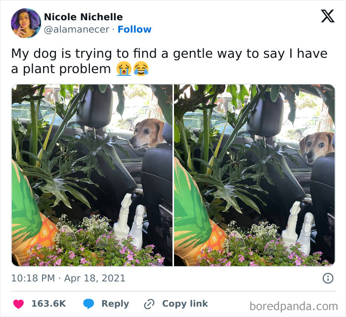 Funny-Tweets-About-Dogs