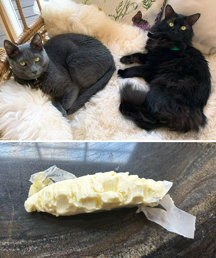 One Of My Demons Got A Stick Of Butter. Which One Seems More Guilty? I Can't Rule Out The Possibility Of Them Working Together As A Criminal Enterprise