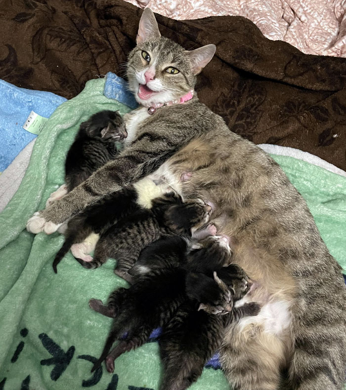 The Stray I’ve Been Feeding For Months Came To The House To Have Her Babies! First Family Photoshoot