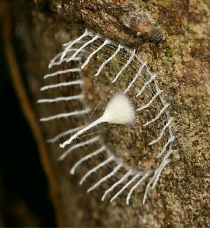 Esta araña ha construido una "valla" alrededor de sus huevos