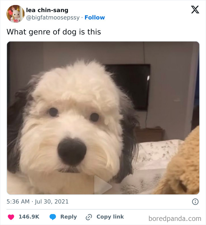 Funny-Tweets-About-Dogs