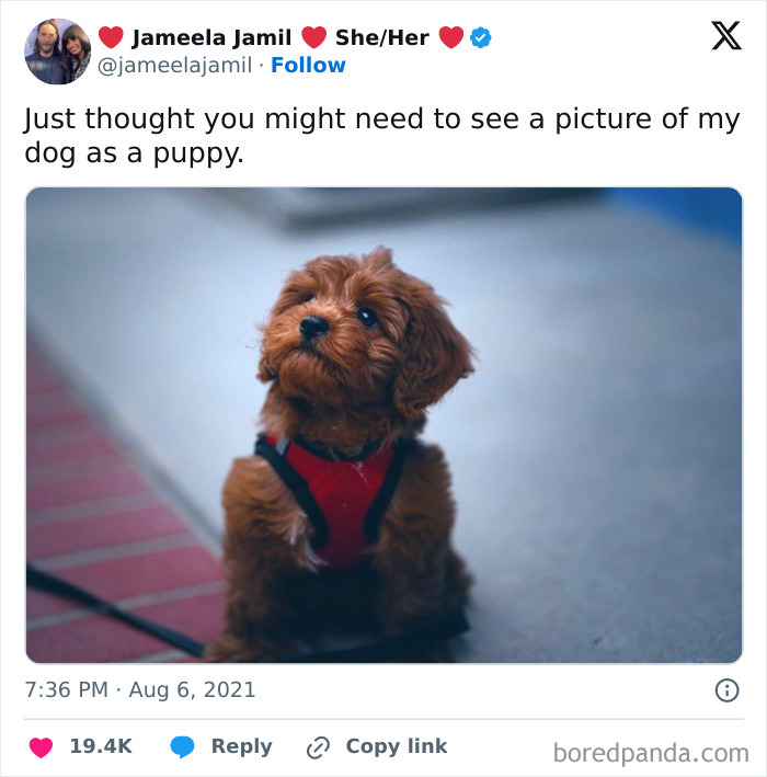 Funny-Tweets-About-Dogs