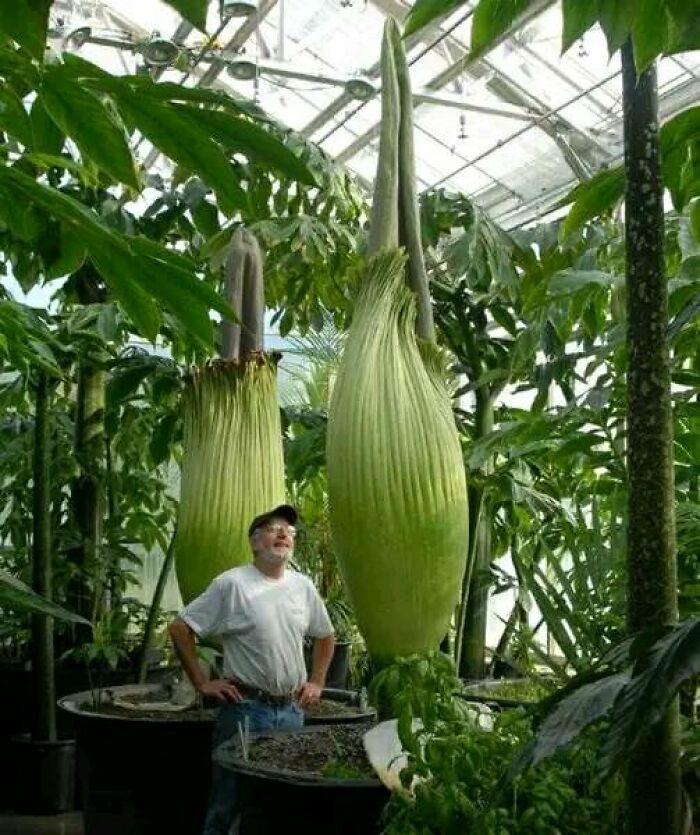 Unbloomed Flowers Of Stinking Corpse Flower (World's Largest Flower)