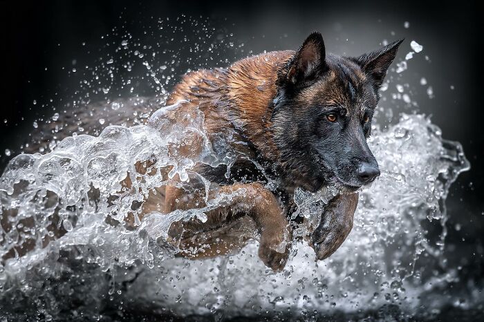 40 Of The Best All Time Images From The International Dog Photography Awards