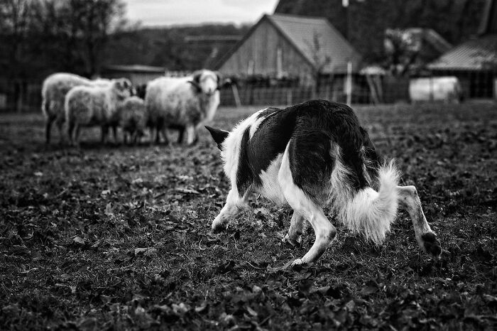 40 Of The Best All Time Images From The International Dog Photography Awards