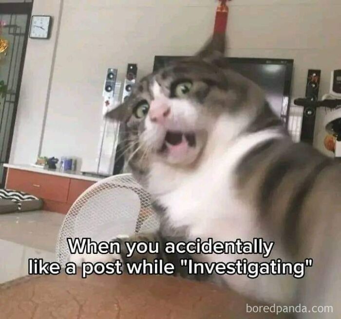 Hilarious cat meme showing a surprised feline with text about accidentally liking a post while "investigating".